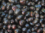XXL Black Tiger Nuts