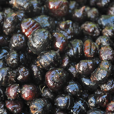 XXL Black Tiger Nuts