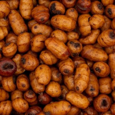 XXL Tiger Nuts