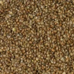 Huge  Hemp